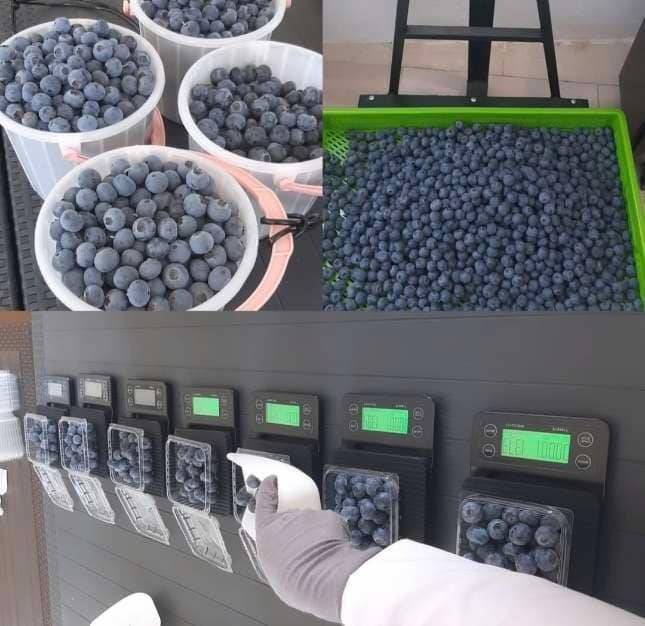 فروش عمده بلوبری سوپر جامبو